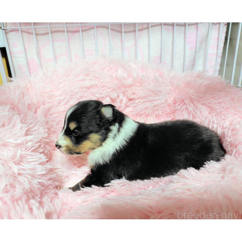 成約済の広島県のシェットランドシープドッグ(シェルティ)-433728の7枚目