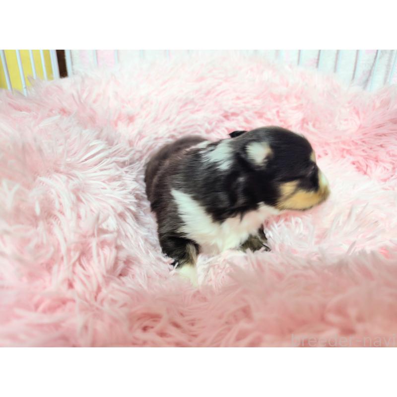 成約済の広島県のシェットランドシープドッグ(シェルティ)-433728の6枚目