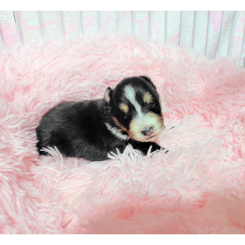 成約済の広島県のシェットランドシープドッグ(シェルティ)-433728の5枚目