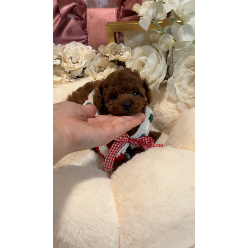 販売中の大阪府のティーカッププードル-433916の15枚目