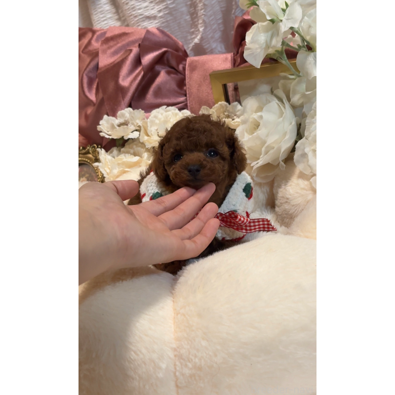 販売中の大阪府のティーカッププードル-433916の14枚目