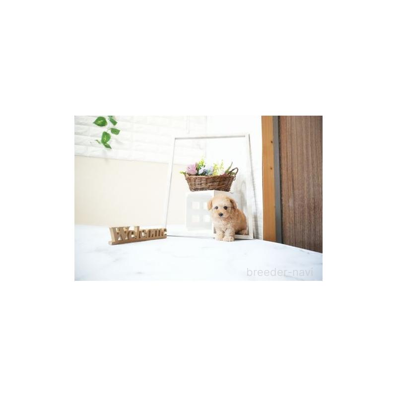 成約済の滋賀県のティーカッププードル-436940の5枚目