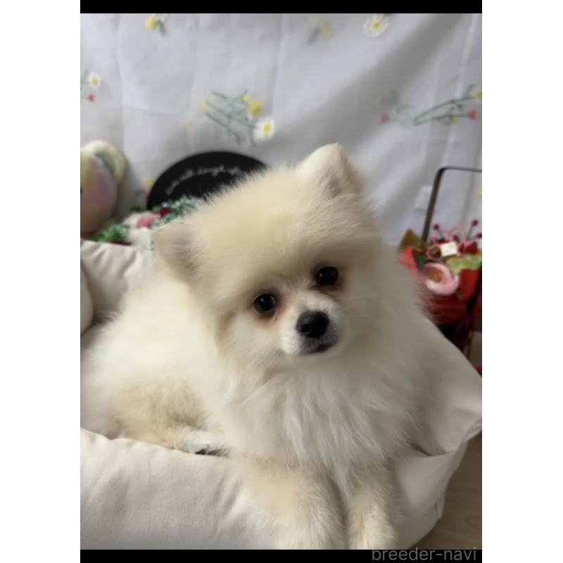 販売中の福岡県のポメラニアン-427341の4枚目