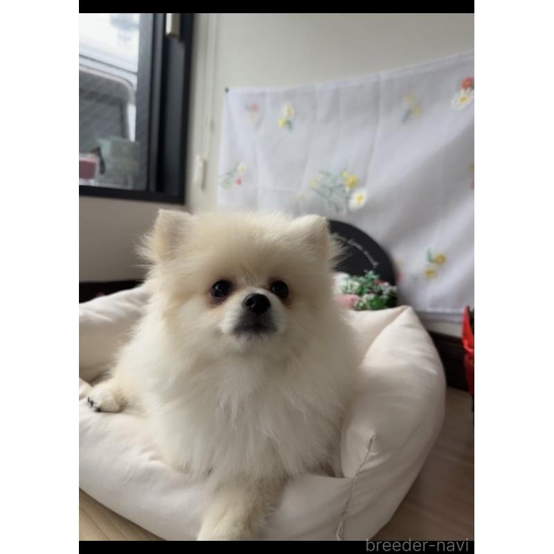 販売中の福岡県のポメラニアン-427341の2枚目