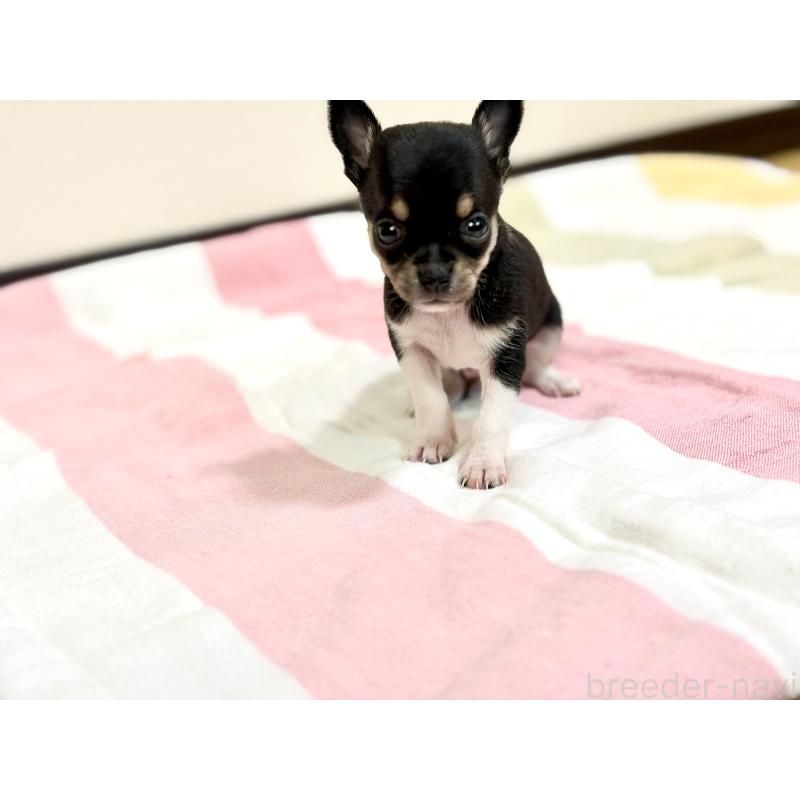 販売中の愛知県のチワワ(スムースコート)-436942の5枚目