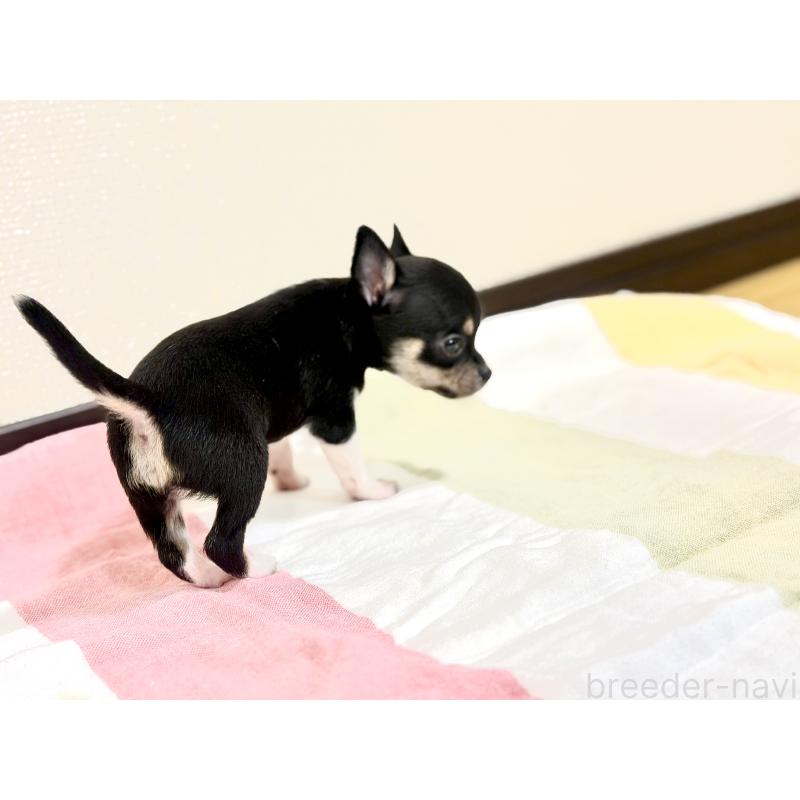 販売中の愛知県のチワワ(スムースコート)-436942の4枚目