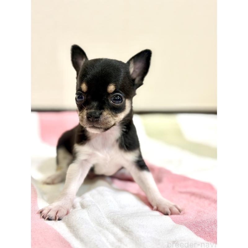 販売中の愛知県のチワワ(スムースコート)-436942の3枚目