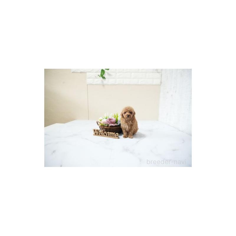 販売中の滋賀県のタイニープードル-436943の5枚目