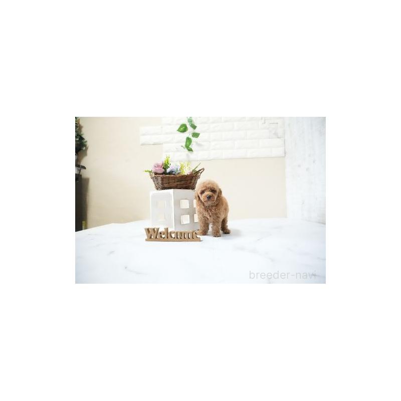 販売中の滋賀県のタイニープードル-436943の4枚目