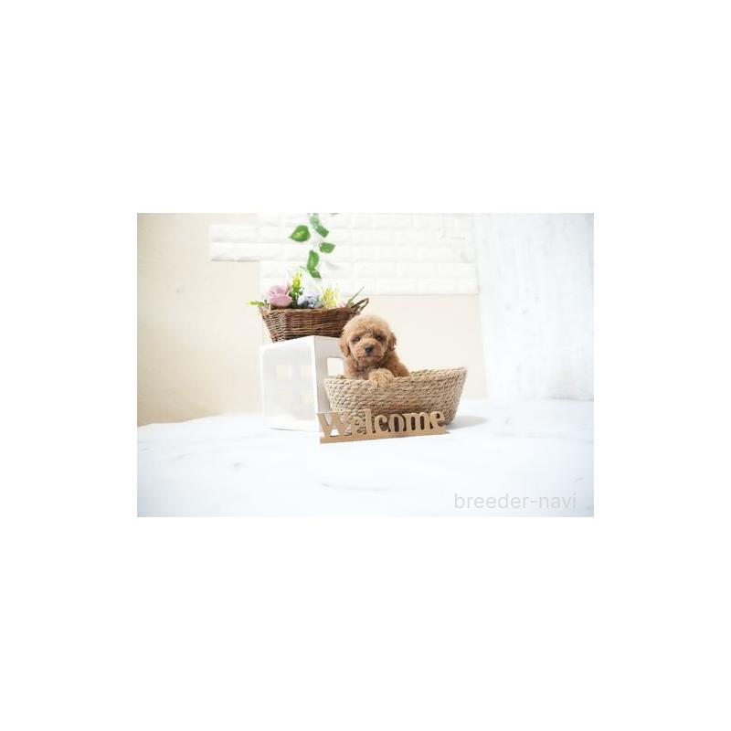 販売中の滋賀県のタイニープードル-436943の3枚目