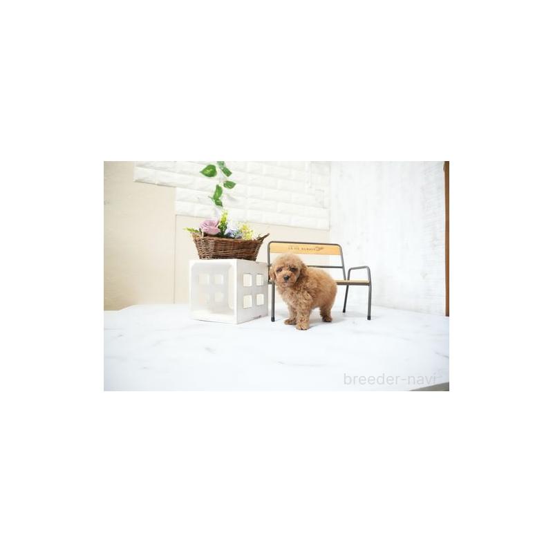 販売中の滋賀県のタイニープードル-436943の2枚目