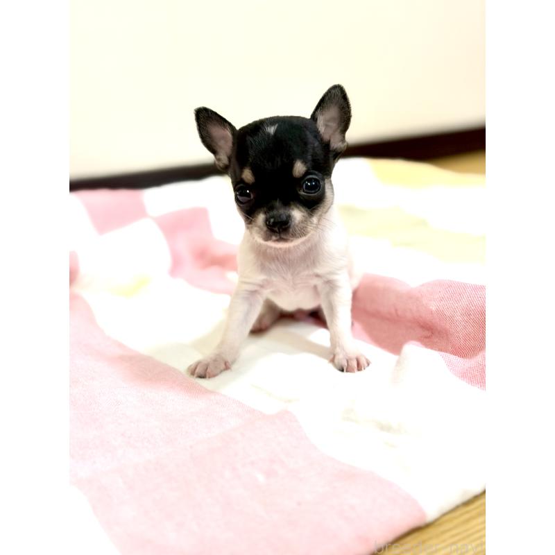販売中の愛知県のチワワ(スムースコート)-436944の5枚目