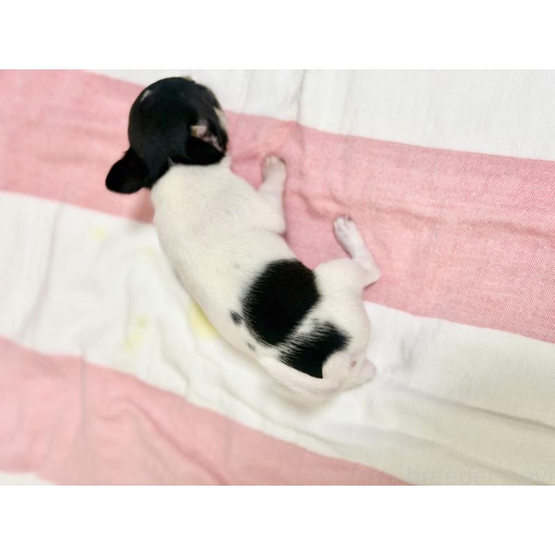 販売中の愛知県のチワワ(スムースコート)-436944の3枚目