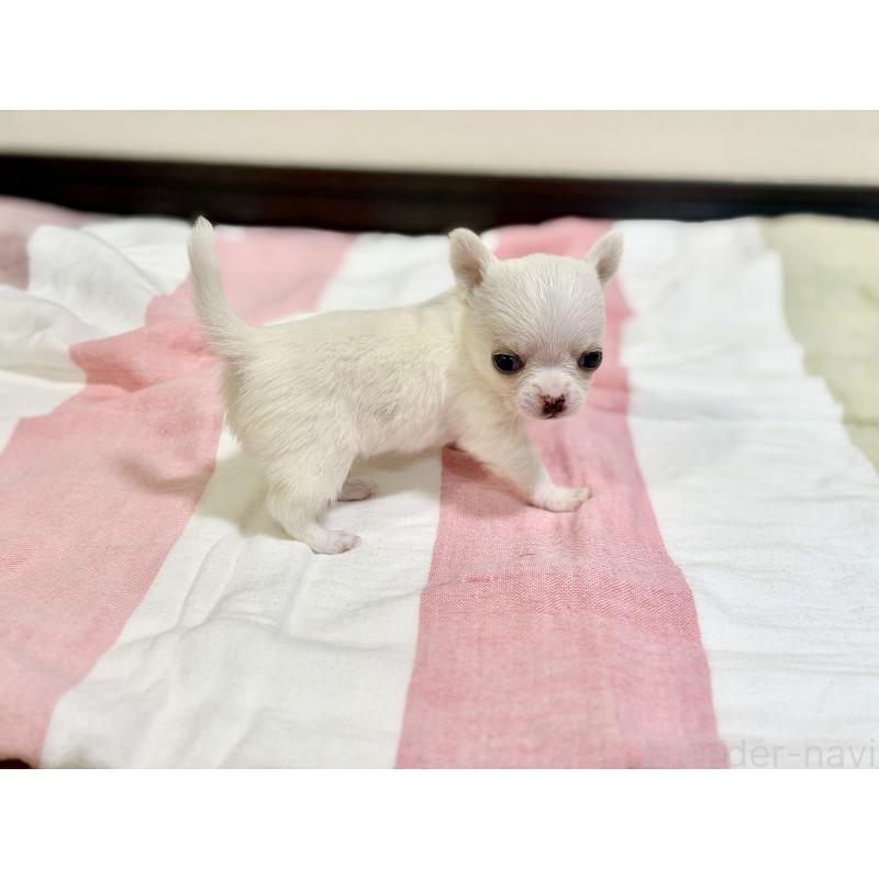 販売中の愛知県のチワワ(スムースコート)-436945の4枚目