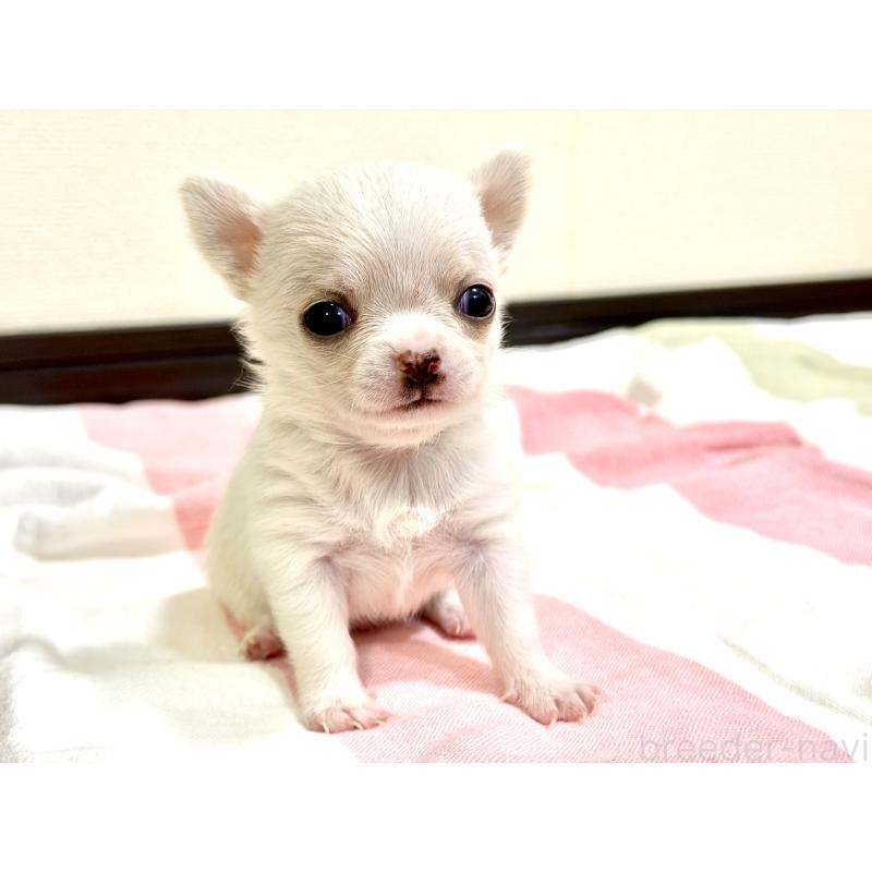 販売中の愛知県のチワワ(スムースコート)-436945の2枚目
