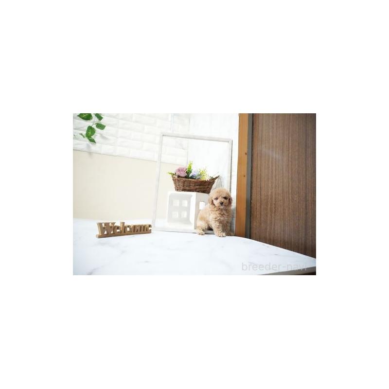 販売中の滋賀県のタイニープードル-436946の5枚目