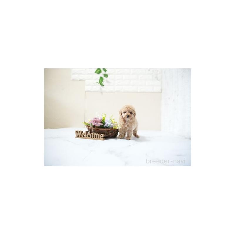 販売中の滋賀県のタイニープードル-436946の2枚目