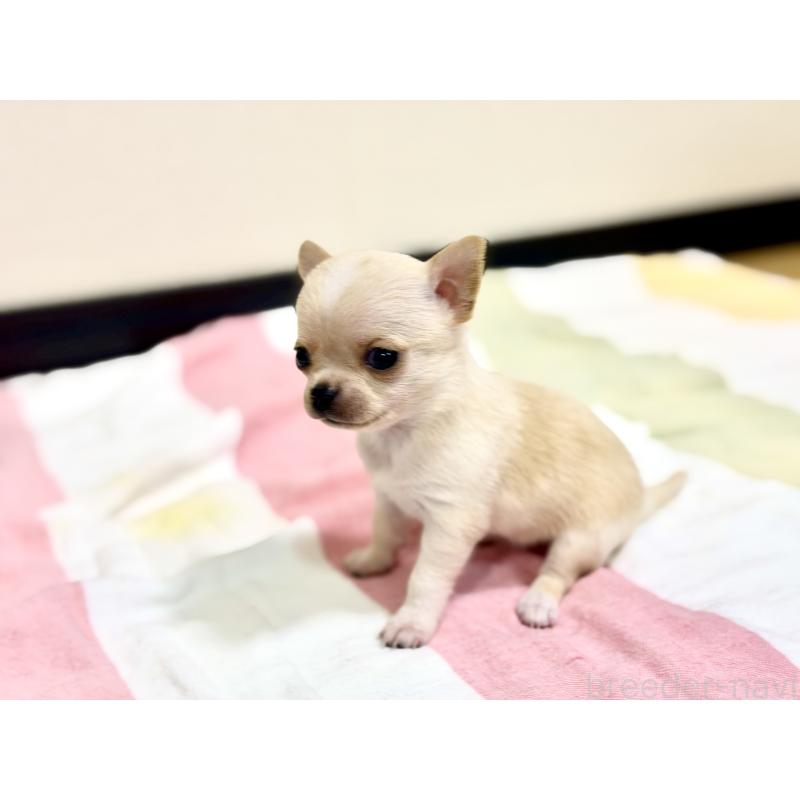 販売中の愛知県のチワワ(スムースコート)-436947の4枚目