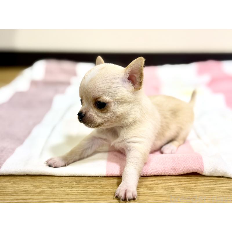 販売中の愛知県のチワワ(スムースコート)-436947の3枚目