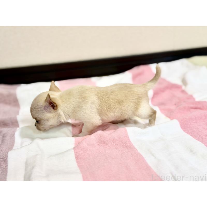 販売中の愛知県のチワワ(スムースコート)-436947の2枚目