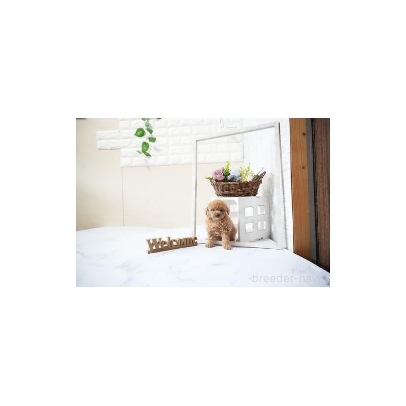 成約済の滋賀県のタイニープードル-436949の4枚目