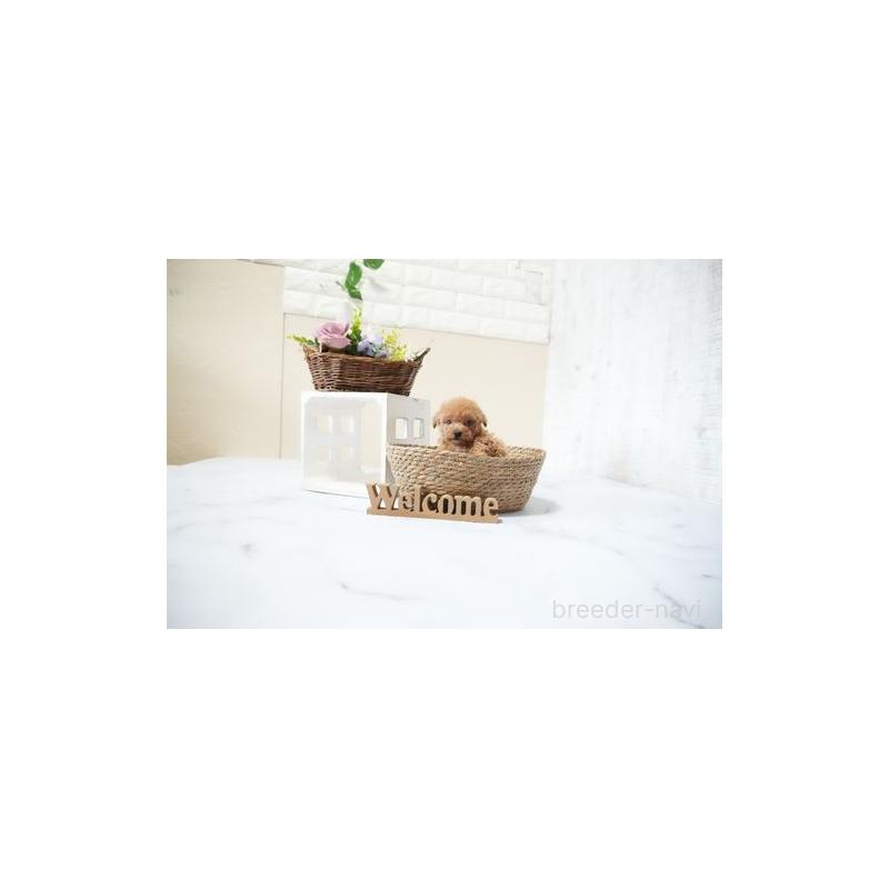 成約済の滋賀県のタイニープードル-436949の2枚目