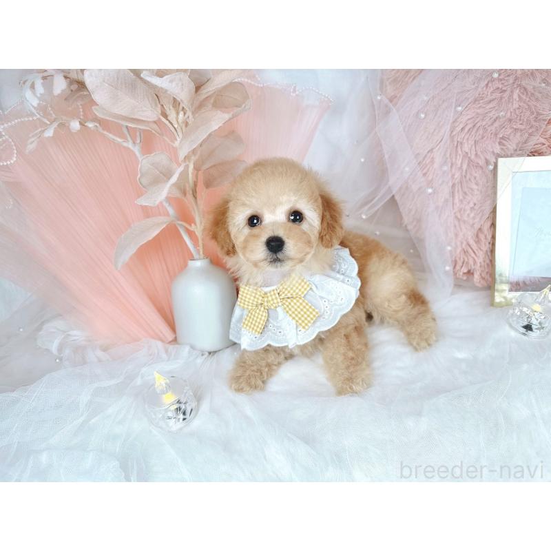 販売中の大阪府のタイニープードル-436950の10枚目