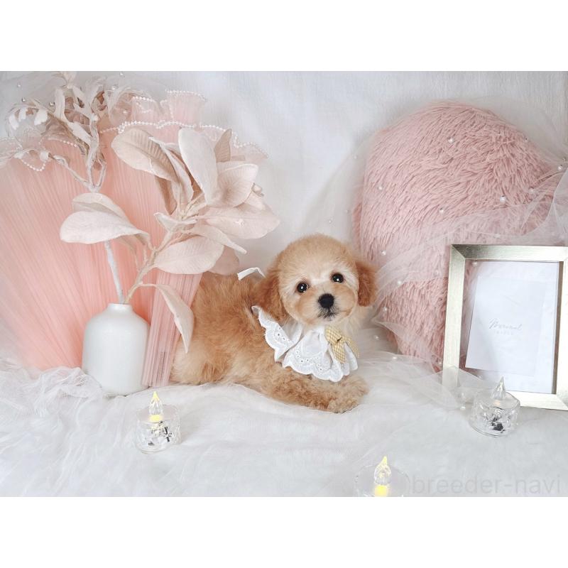 販売中の大阪府のタイニープードル-436950の9枚目