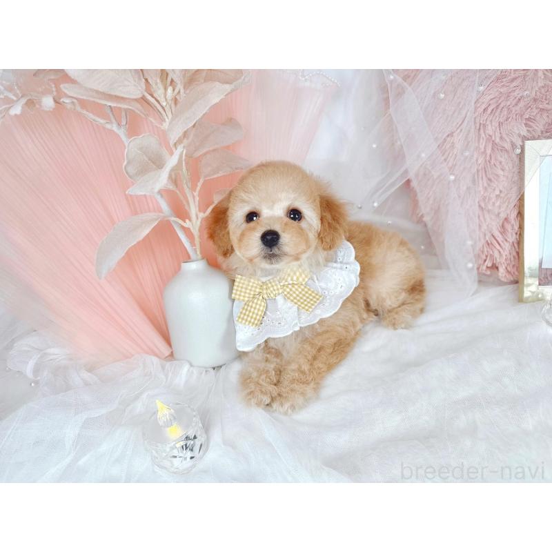 販売中の大阪府のタイニープードル-436950の8枚目