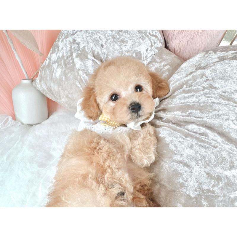 販売中の大阪府のタイニープードル-436950の7枚目