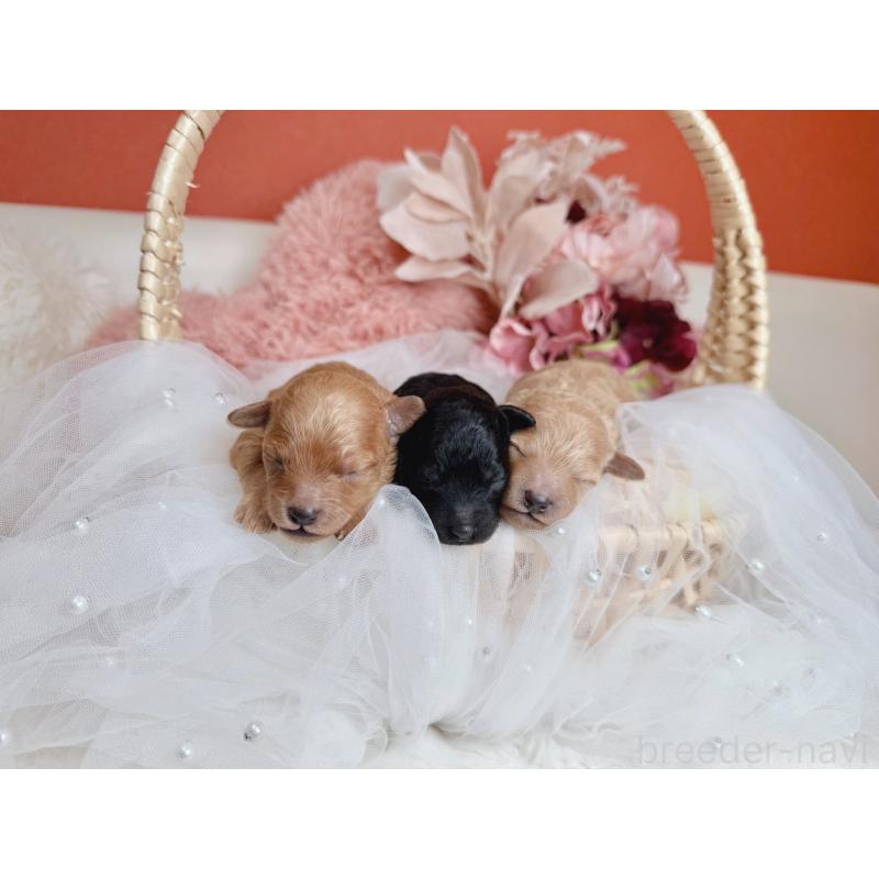 販売中の大阪府のタイニープードル-436950の2枚目