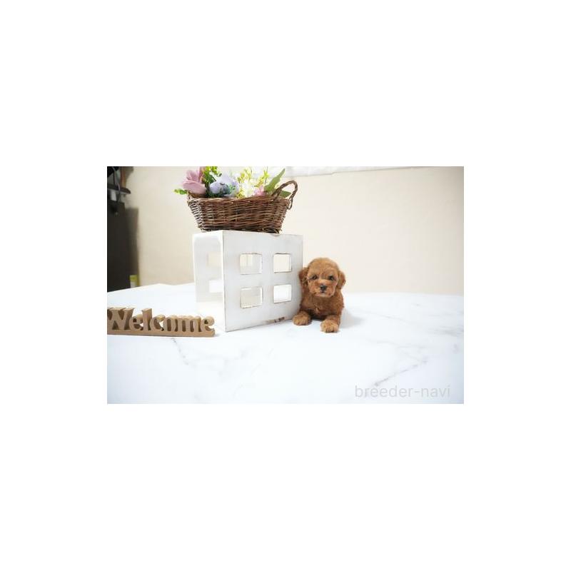 販売中の滋賀県のタイニープードル-436952の5枚目