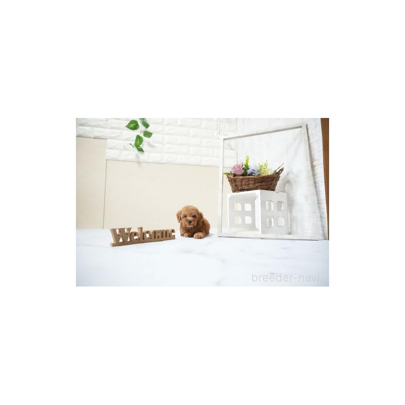 販売中の滋賀県のタイニープードル-436952の4枚目