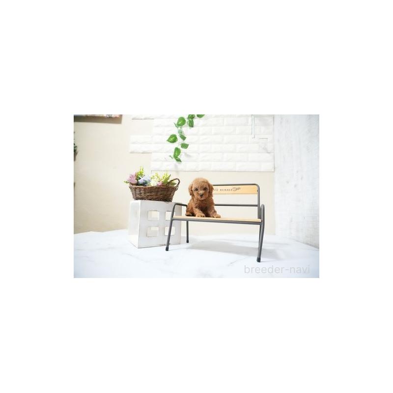 販売中の滋賀県のタイニープードル-436952の2枚目