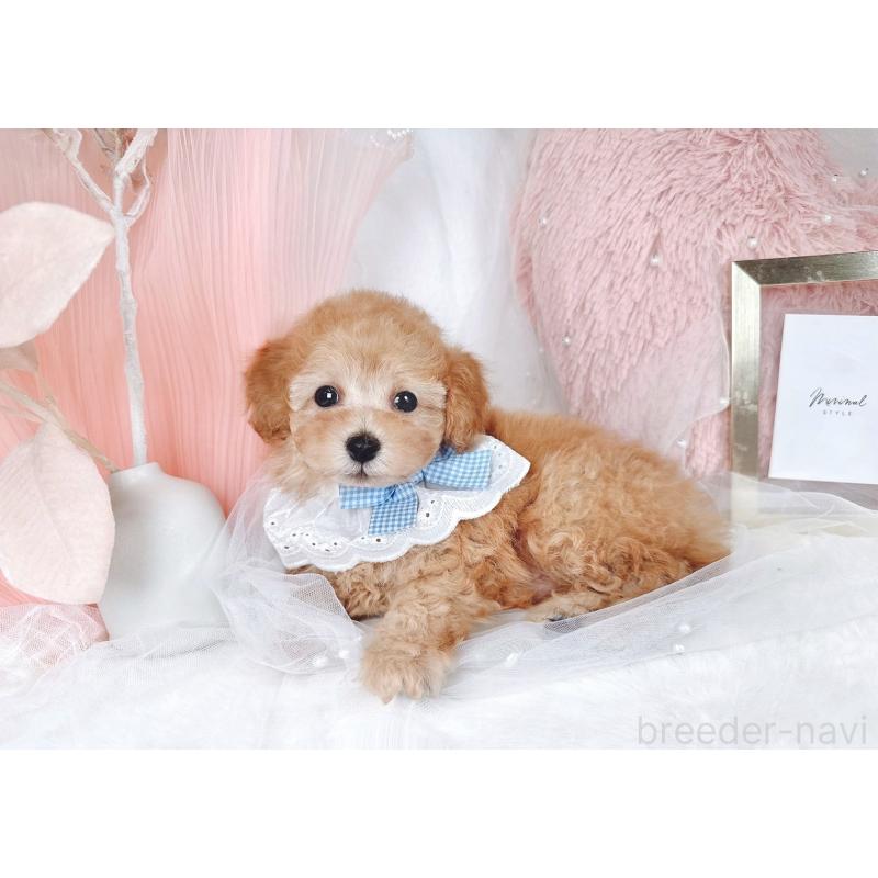 販売中の大阪府のタイニープードル-436953の8枚目