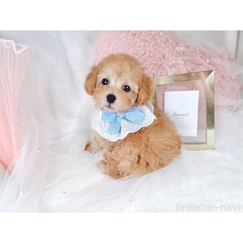 販売中の大阪府のタイニープードル-436953の7枚目