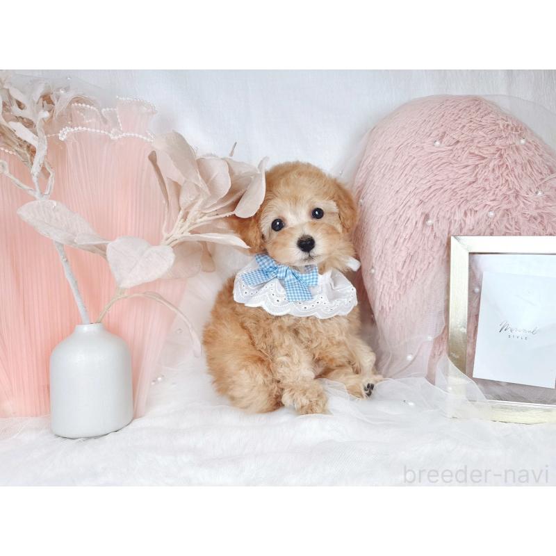 販売中の大阪府のタイニープードル-436953の6枚目