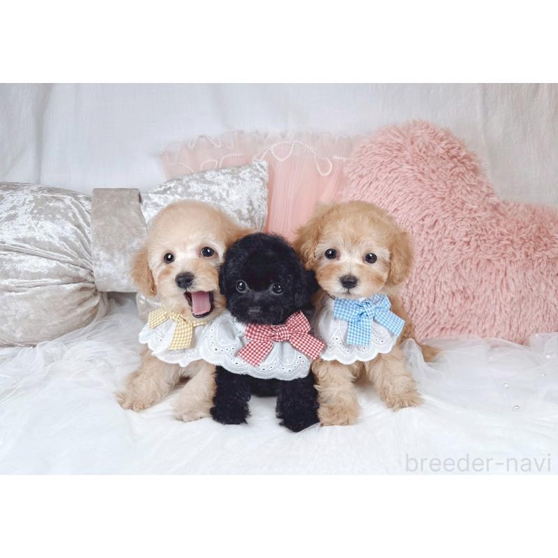 販売中の大阪府のタイニープードル-436953の5枚目