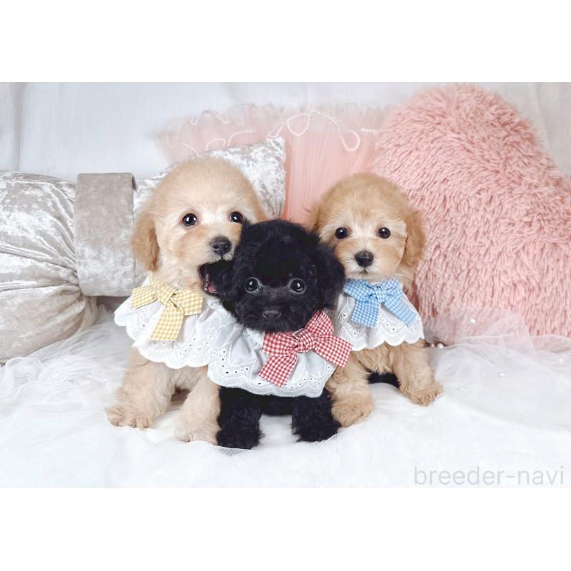 販売中の大阪府のタイニープードル-436953の4枚目