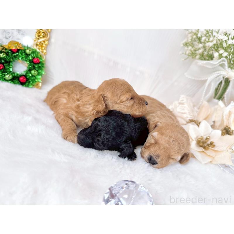 販売中の大阪府のタイニープードル-436953の3枚目