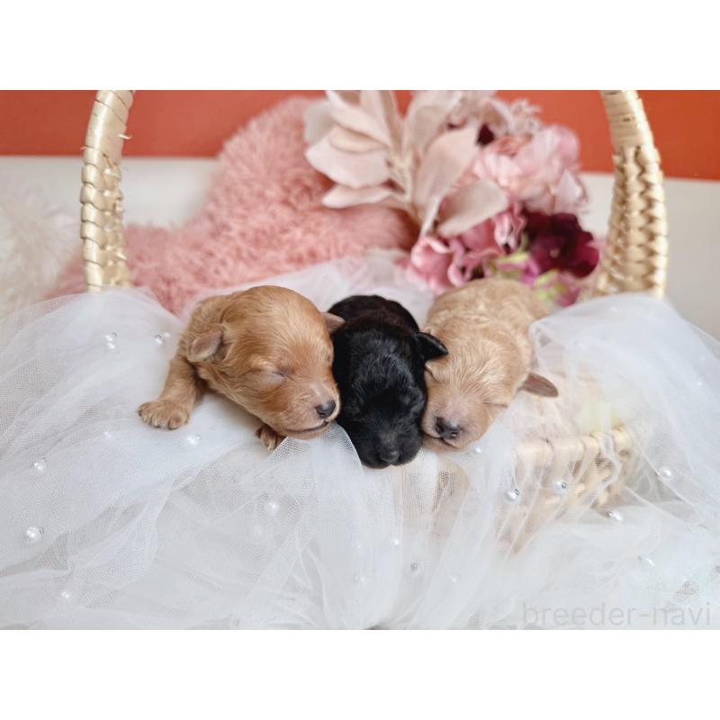 販売中の大阪府のタイニープードル-436953の2枚目