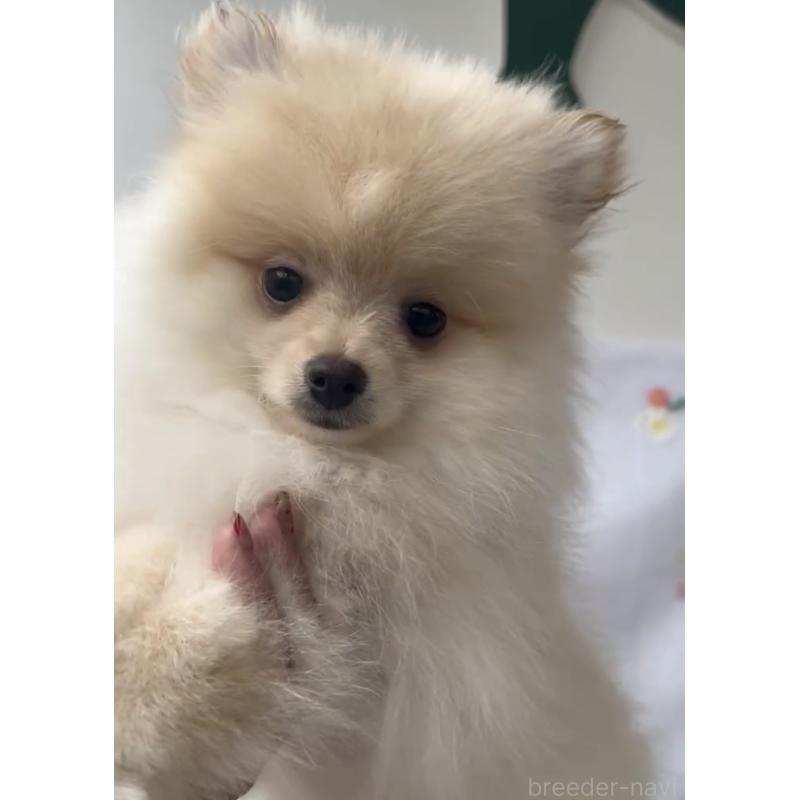 販売中の福岡県のポメラニアン-427717の2枚目