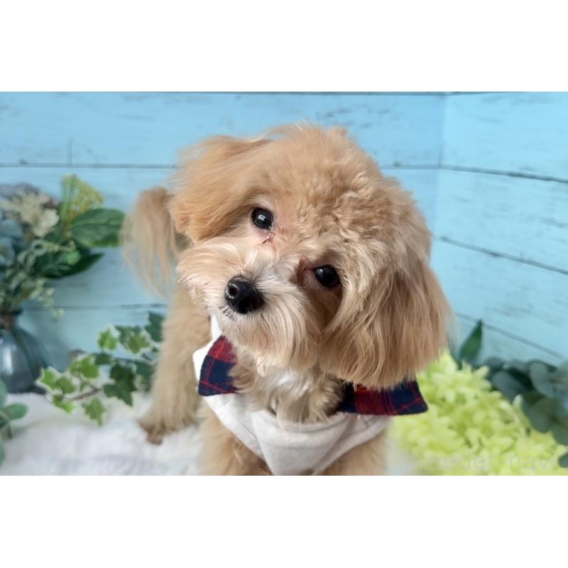 成約済の埼玉県のマルプー:マルチーズ×トイプードル-393326の6枚目