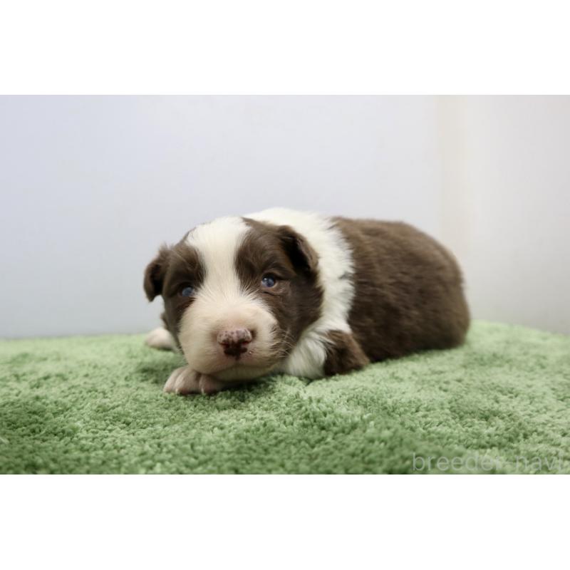 販売中の群馬県のボーダーコリー-436954の5枚目