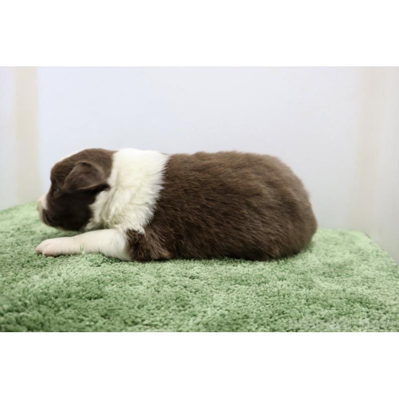 販売中の群馬県のボーダーコリー-436954の4枚目