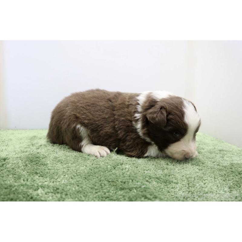 販売中の群馬県のボーダーコリー-436954の3枚目