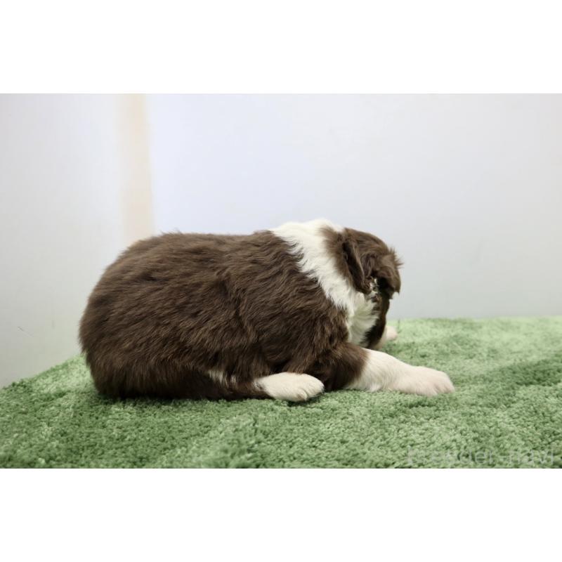 販売中の群馬県のボーダーコリー-436955の6枚目