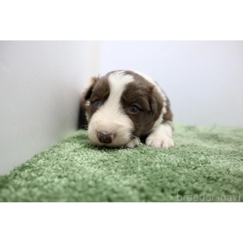 販売中の群馬県のボーダーコリー-436955の4枚目