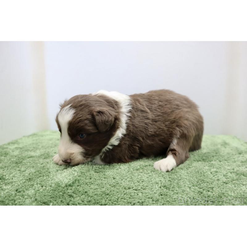 販売中の群馬県のボーダーコリー-436955の3枚目