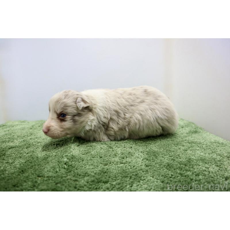 販売中の群馬県のボーダーコリー-436956の6枚目